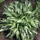 ���� �����, �������, 66 ��� - ��������� 29 ���� 2015 � ������ �����ۻ