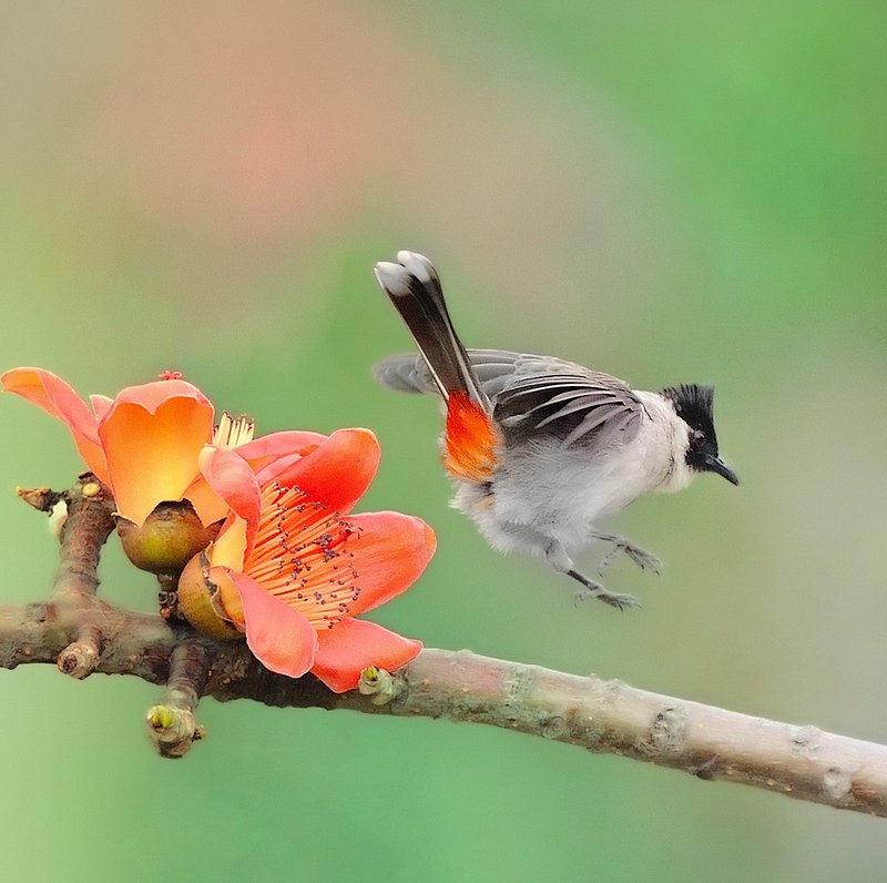    Bombax ceiba.    -  -  ... - 14