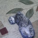 ���� ���, ���������, 40 ��� - ��������� 22 ������ 2015 � ������ ���� ����������