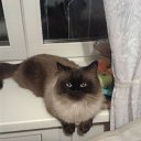  N..., , 47  -  28  2015       )))