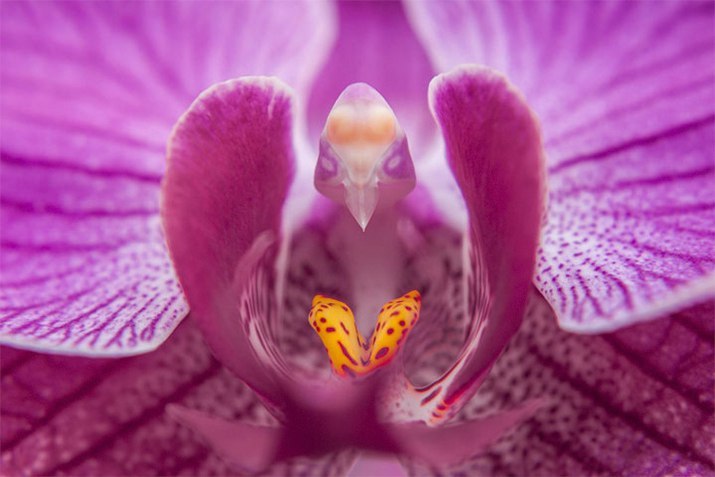    (Phalaenopsis) - 2