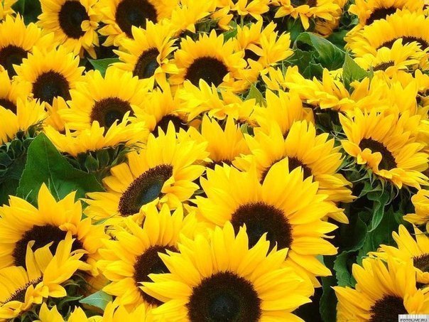 Хорошего ВСЕМ дня)))).Главное правильно дышать:Вдыхать Счастье...Выдыхать Добро...