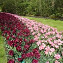 Keukenhof �� ������� ��������� ������