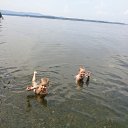 ���� �������, ������, 36 ��� - ��������� 26 ������� 2015 � ������ ���� ����������