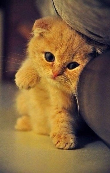 ���� ��������