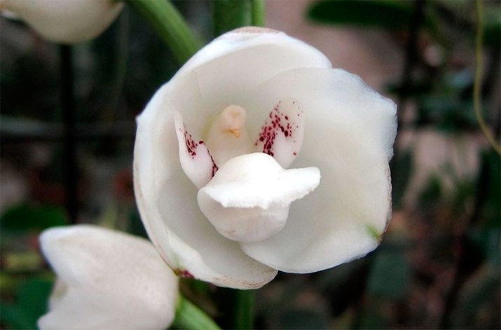    (Peristeria Elata)