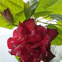 ���� �������, ������� - ��������� 17 ���� 2015 � ������ �������� �������.�