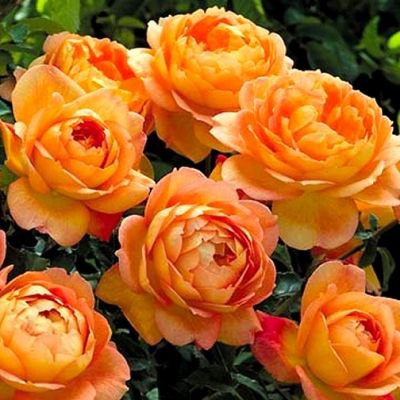 Планы на выходные: 18 самых интересных событий.Яркий карнавал и спектакль моды в Царском селе, ... - 5