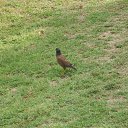    -  ,  -  4  2015    2014.  Ibis.  7-.