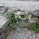  , , 60  -  7  2015       04.05.15.