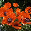  , , 49  -  13  2015   :))