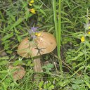 ���� ������, �������, 41 ��� - ��������� 12 ���� 2015 � ������ ����� �����