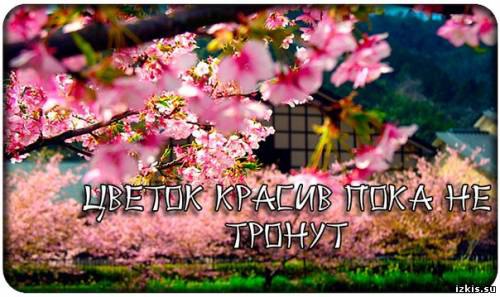 Сорванный цветок навсегда принадлежит тому , кто его сорвал.