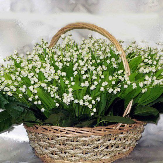 |В| Счастье есть... |В| - 8 мая 2015 в 16:50 - 3