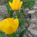 ��� �������� �� ������� ���� ����������