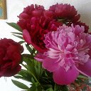 ���� Akulina Mikulishna, �����-��������� - ��������� 30 ���� 2015 � ������ �������