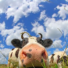 ���� ������, ��������, 49 ��� - ��������� 22 ��� 2015