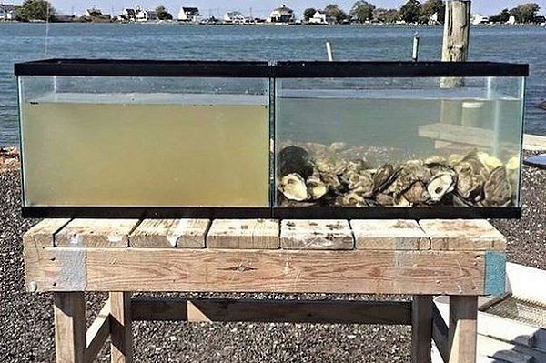 Вода в обоих аквариумах взята в одном месте в одно время. Но в правый положили устриц, а в левый ...