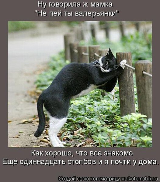 Выпила на ночь валерьянки - всю ночь снились поцелуи с каким-то усатым мужиком. В следующий раз ...