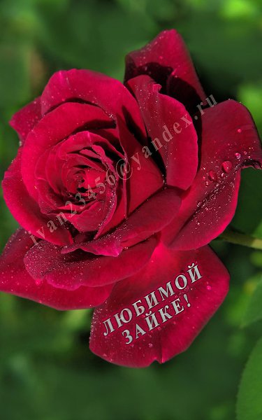 Моя страничка; fotostrana.ru/user/81698515/ Обучаю удаленно - дистанционно, базовым знаниям ...