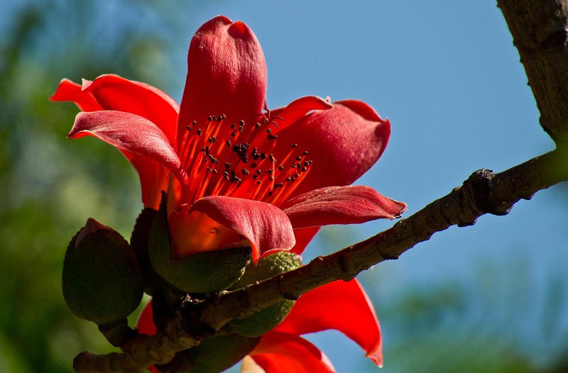    Bombax ceiba.    -  -  ... - 15