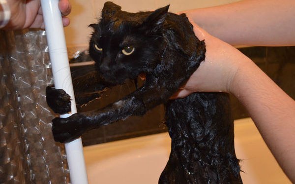 � ���� ������