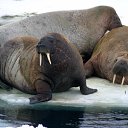 ���� ���������� �� ������� �������