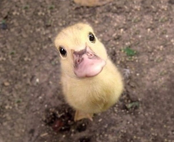     ,     .#animal@travel.blog - 5