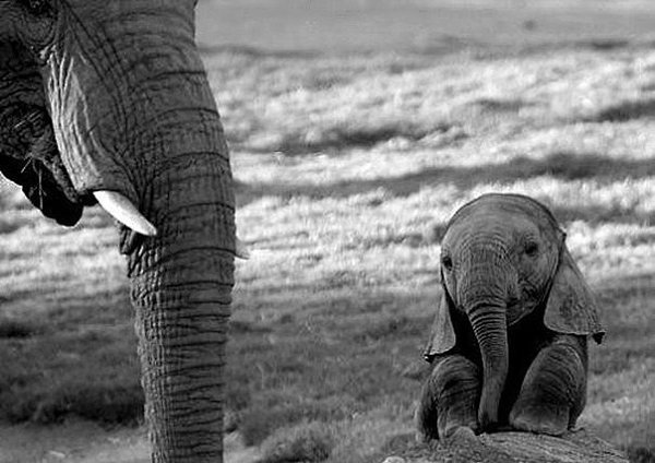 Нет на свете ничего милее, чем недавно увидевшие свет животные.#animal@travel.blog - 2