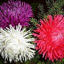 ���� ���������, ���������� - ��������� 26 ���� 2015 � ������ ���� ����������