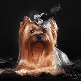 ���� �����, �������, 59 ��� - ��������� 12 ���� 2015