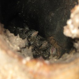 Bhf, �����-���������, 29 ���