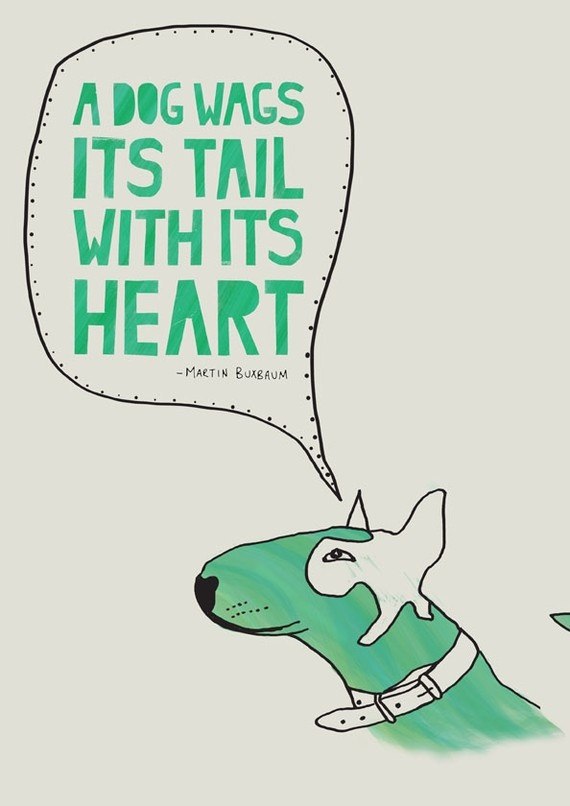 Английский бультерьер. - 23 мая 2015 в 01:52