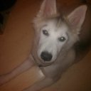  Veronika (   ),  -  14  2015    