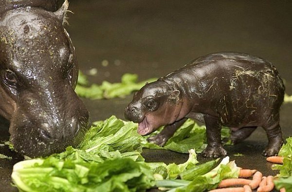 Нет на свете ничего милее, чем недавно увидевшие свет животные.#animal@travel.blog - 4