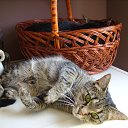 ���� �������� ���������, �����������, 63 ���� - ��������� 16 ������� 2015 � ������ �����