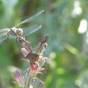 ���� Feruza, ������ - ��������� 20 ��� 2015 � ������ ���� ����������