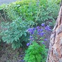  , -, 43  -  17  2015   