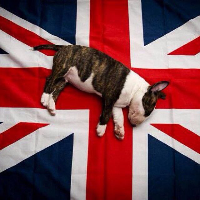 Английский бультерьер. - 15 мая 2015 в 23:14