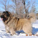  Irishka))),  -  15  2015     ))))