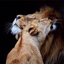 ���� �������� (�� �������), ������, 52 ���� - ��������� 30 ������� 2015 � ������ ������ ��������