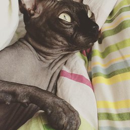 ���� ��������, ��������� - ��������� 2 �������� 2015