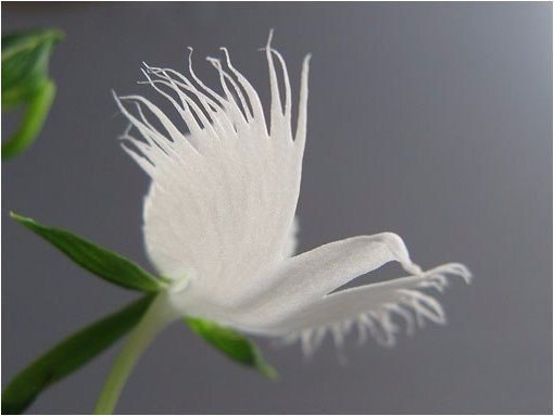  Habenaria radiata,     - 4