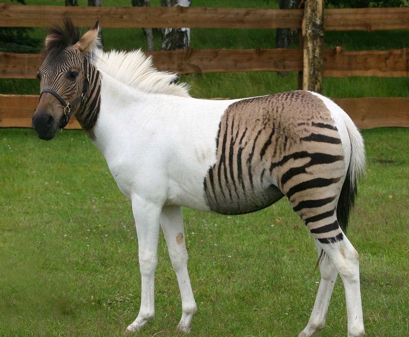 Зеброид. Зеброид альбинос. Полу-Зебра полу-пони осел лошадь. Зеброид гибрид зебры и лошади.
