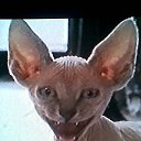 ���� ������, ���, 67 ��� - ��������� 16 ������� 2015 � ������ �������� ��������