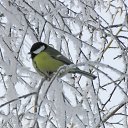 ���� ��������, ��������, 70 ��� - ��������� 4 ���� 2015 � ������ ������ ����