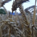 ���� Inga, ���������, 66 ��� - ��������� 20 ���� 2015 � ������ ���� ����������