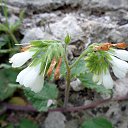  , , 60  -  7  2015       04.05.15.