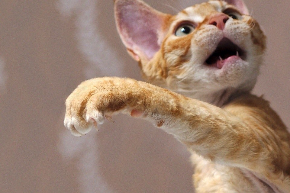 Любимый звук.Звук мурррчащего Кота -самый мой любимый звук.Это вам не тра-та-та,это вам не ...