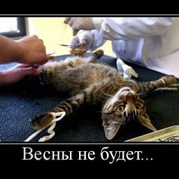 Duke, ���������, 41 ���